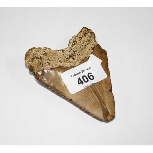 406 - Megalodon (Otodus Megalodon) tooth fossil, 10 x 6cm