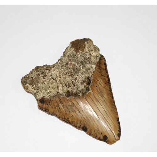 406 - Megalodon (Otodus Megalodon) tooth fossil, 10 x 6cm