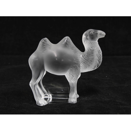 78 - Lalique frosted glass model of a Camel, signed, with box, 9 x 8cm.