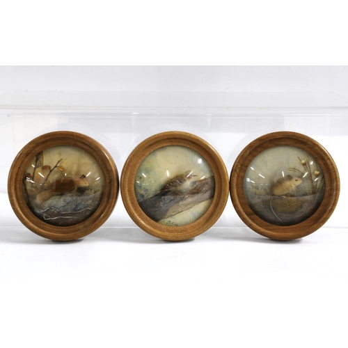 424 - 'Seeds of Beauty' six small circular framed artworks, 8cm diameter (8)