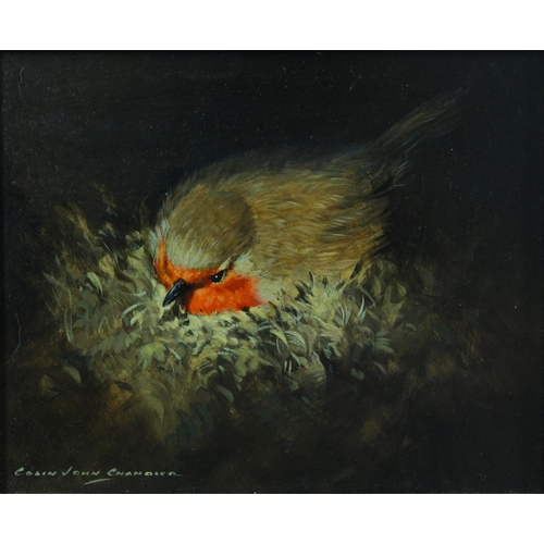 70 - COLIN JOHN CHANDLER (b. 1955), NESTING ROBIN, oil on board, signed bottom left, framed with title la... 