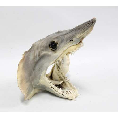 407 - Shark head with teeth, 23 x 22cm