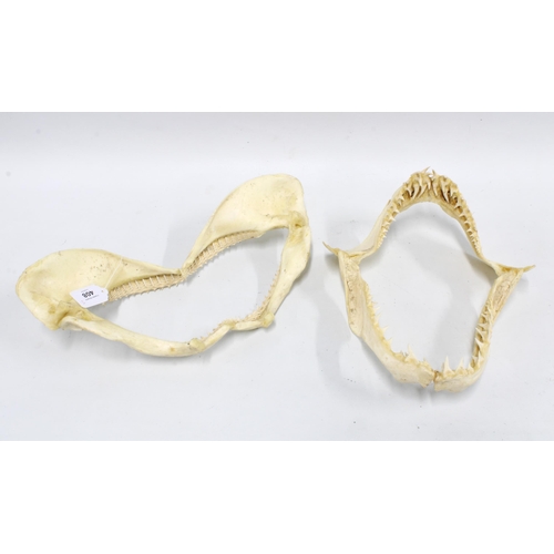 408 - Two shark jaws with teeth, 42cm wide (2)