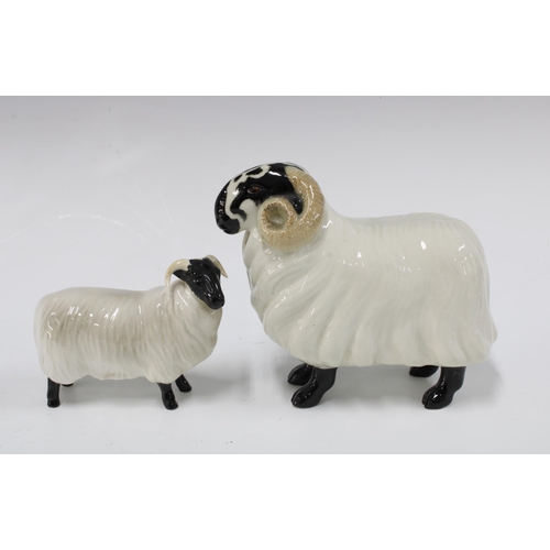 100 - Beswick black face ram and ewe (2) 17cm.