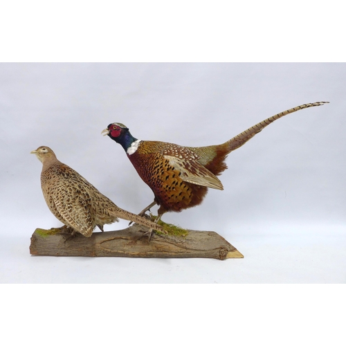 314 - Taxidermy group of a ring necked pheasant and pheasant hen, on  a wooden base