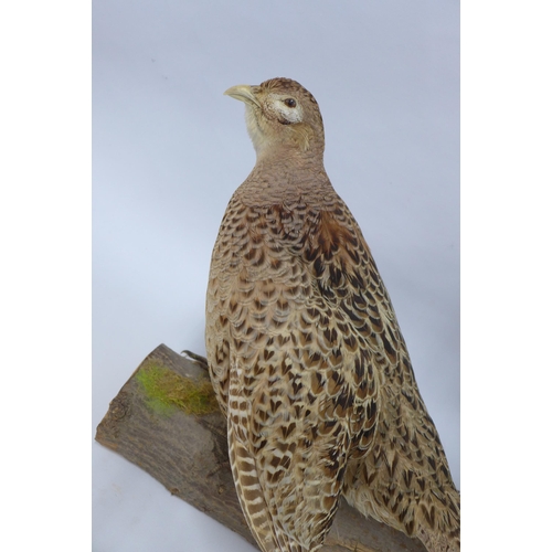 314 - Taxidermy group of a ring necked pheasant and pheasant hen, on  a wooden base