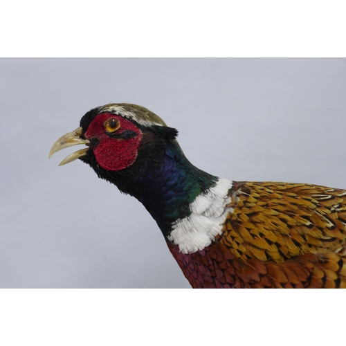 314 - Taxidermy group of a ring necked pheasant and pheasant hen, on  a wooden base