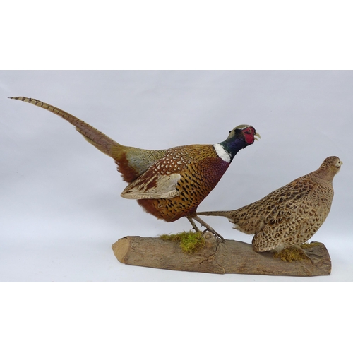 314 - Taxidermy group of a ring necked pheasant and pheasant hen, on  a wooden base