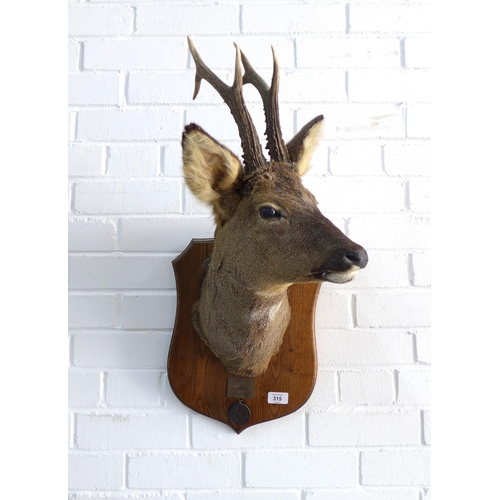 315 - Taxidermy roe deer head with antlers on a wooden shield plaque