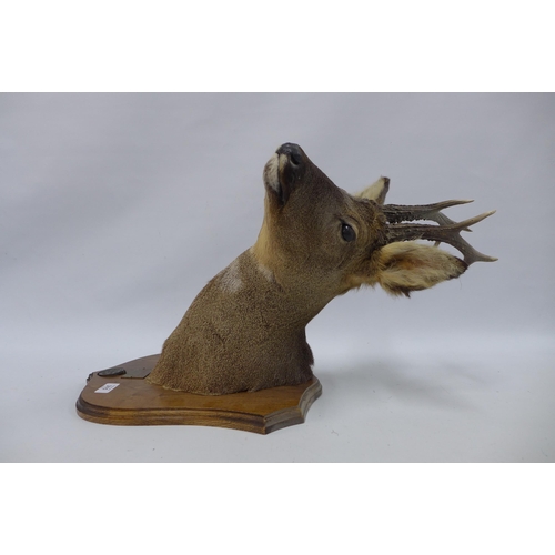 315 - Taxidermy roe deer head with antlers on a wooden shield plaque