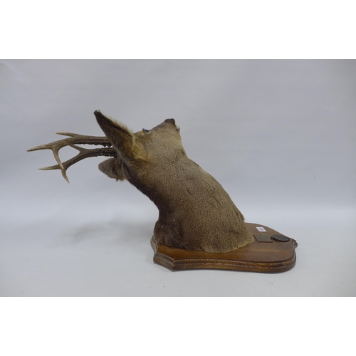 315 - Taxidermy roe deer head with antlers on a wooden shield plaque