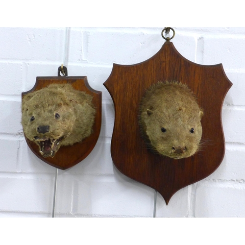 389 - Two early 20th century taxidermy otter heads on shield plaques (2)