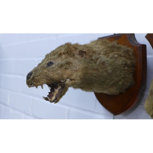 389 - Two early 20th century taxidermy otter heads on shield plaques (2)