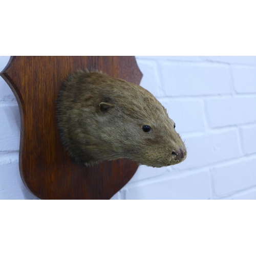 389 - Two early 20th century taxidermy otter heads on shield plaques (2)