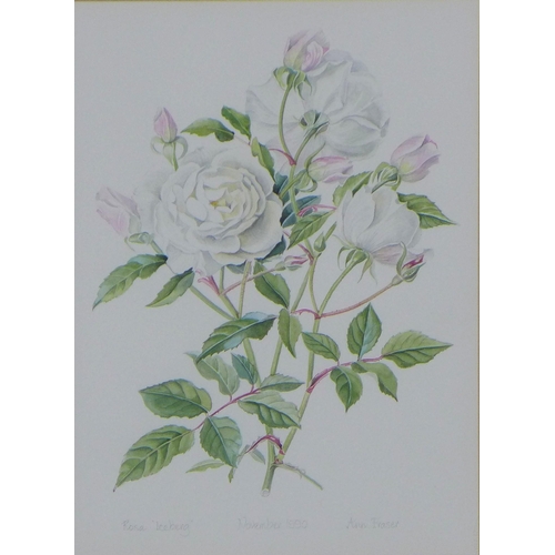 175 - ANN FRASER, ROSA ICEBERG, signed watercolour, framed under glass, 25 x 33cm