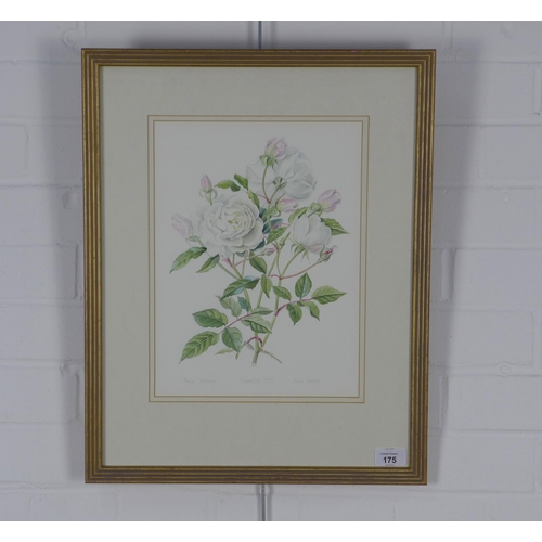 175 - ANN FRASER, ROSA ICEBERG, signed watercolour, framed under glass, 25 x 33cm