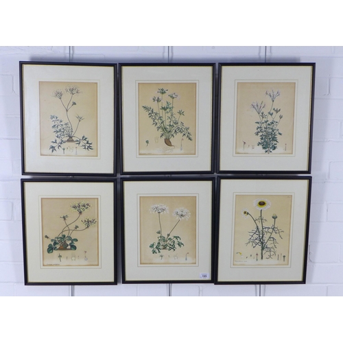 195 - Set of six botanical prints, framed under glass, 20 x 25cm (6)