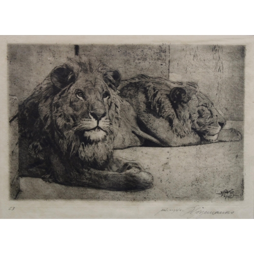 103 - Etching of two lions, signed indistinctly and framed under glass, 22 x 15cm