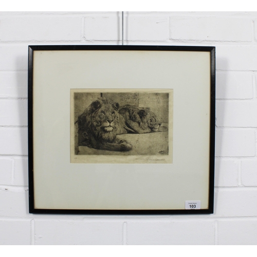 103 - Etching of two lions, signed indistinctly and framed under glass, 22 x 15cm