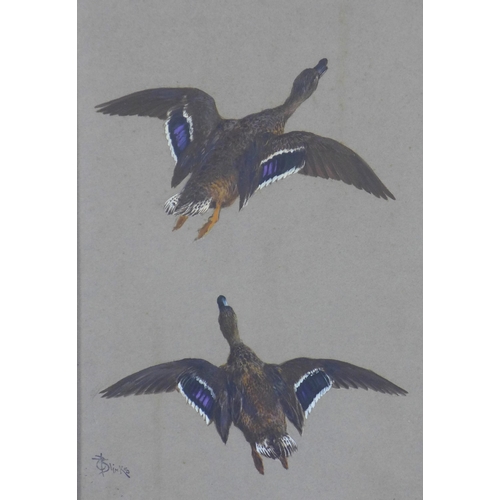 95 - THOMAS BLINKS (1860-1912), gouache of two flying ducks, signed and framed under glass, 26 x 38cm