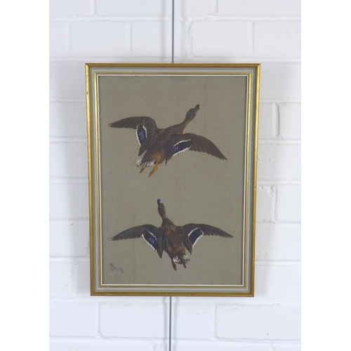 95 - THOMAS BLINKS (1860-1912), gouache of two flying ducks, signed and framed under glass, 26 x 38cm