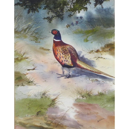 158 - ROBERT W. MILLIKEN (IRISH 1920 - 2014) signed watercolour of a pheasant in woodland, framed under gl... 