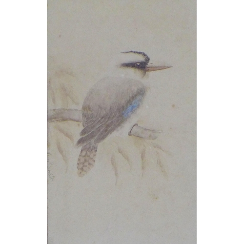 187 - ALICE P. SMITH (AUSTRALIAN) watercolour of a Kookaburra, signed, in a gilt frame under glass, 15 x 2... 