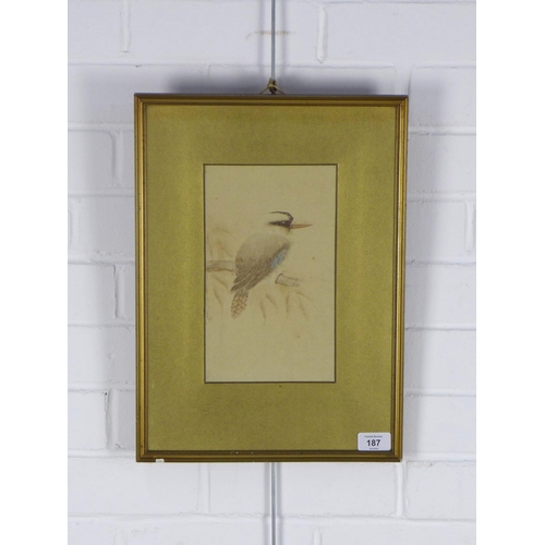 187 - ALICE P. SMITH (AUSTRALIAN) watercolour of a Kookaburra, signed, in a gilt frame under glass, 15 x 2... 