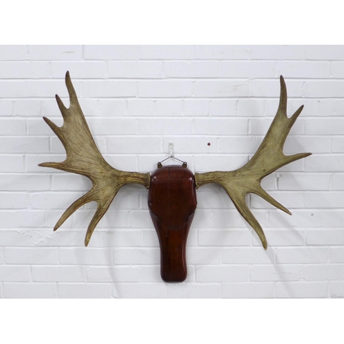 European Elk (Alces alces alces), horn antlers, mounted on a carved wooden head, 96 x 66cm.