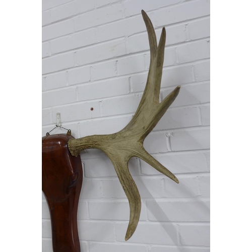 251 - European Elk (Alces alces alces), horn antlers, mounted on a carved wooden head, 96 x 66cm.