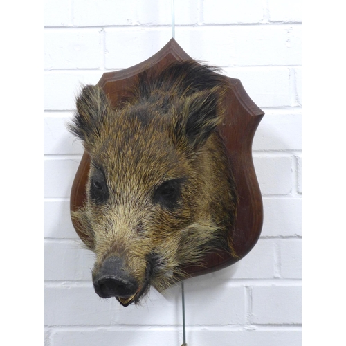 398 - Taxidermy boars head, mounted on oak plaque, 40 x 42cm