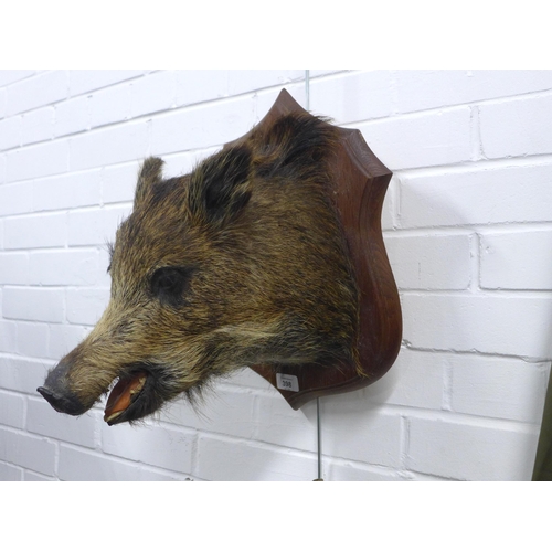 398 - Taxidermy boars head, mounted on oak plaque, 40 x 42cm