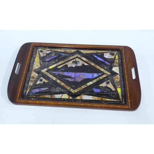 406 - Vintage butterfly wing tray, 62 x 39cm