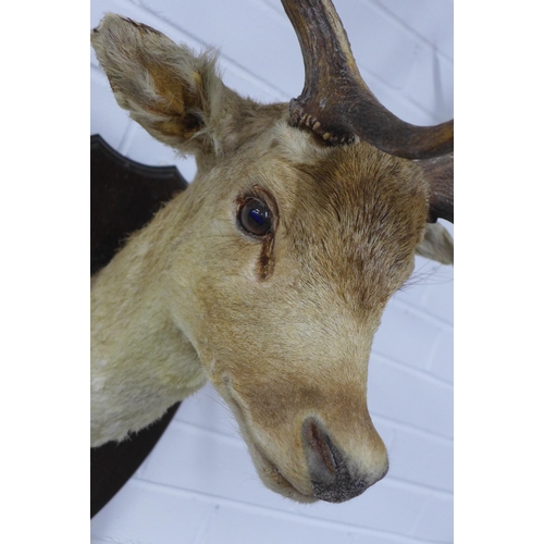 297 - Fallow Deer Taxidermy on wooden shield plaque