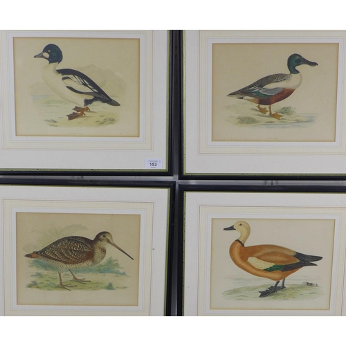 153 - A set of four  prints to a Shoveler, Woodcock, Buddy Shieldrake and a Golden Eye, framed under glass... 