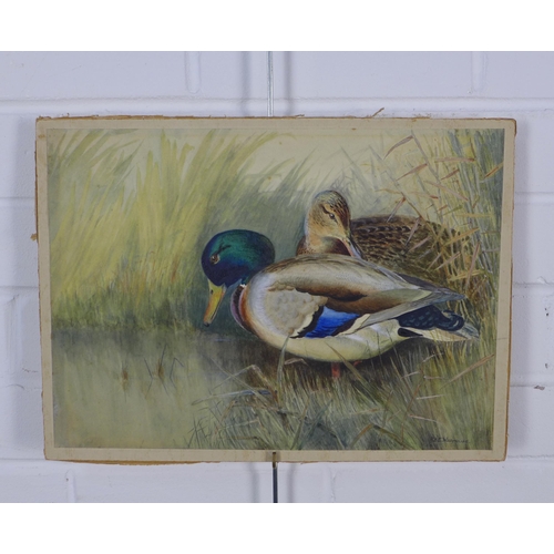 157 - R.B.E WOODHOUSE, an unframed watercolour of two ducks, signed and laid down on card, 38 x 27cm