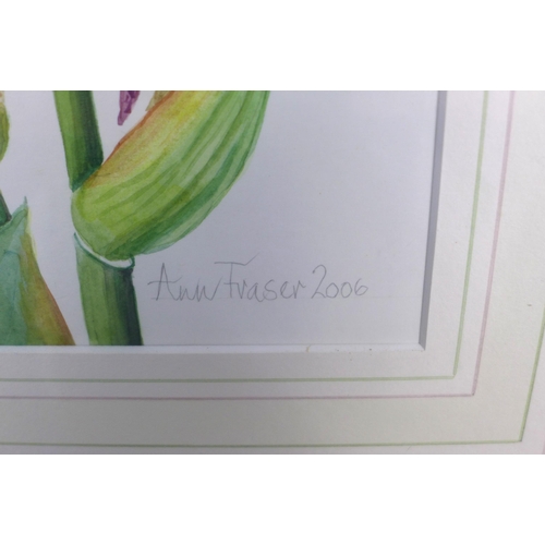 171 - LADY ANN FRASER, watercolour of irises, signed and dated 2006,  framed under glass, 35 x 50cm