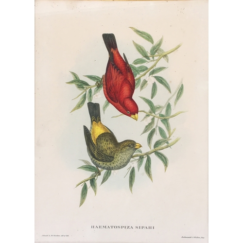 427 - After John Gould and Henry C. Richter, three lithograph bird studies, Nectarinia Gouldiae; Trogon Am... 