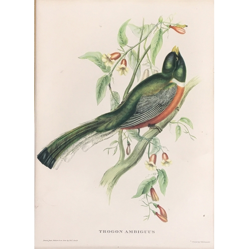 427 - After John Gould and Henry C. Richter, three lithograph bird studies, Nectarinia Gouldiae; Trogon Am... 