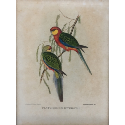 428 - A collection of ornithological lithographs; Gould & Richter 'Platycercus Icterotis', 'Nectarinia Gou... 