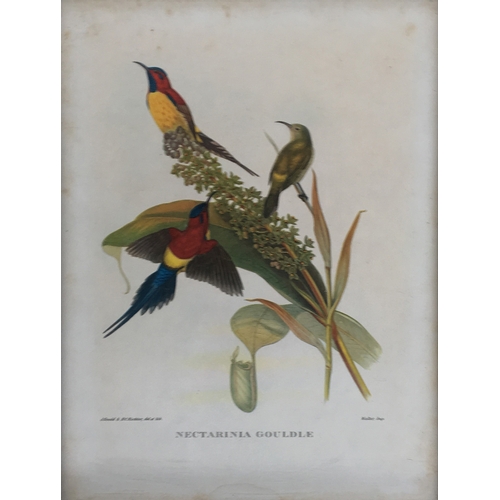 428 - A collection of ornithological lithographs; Gould & Richter 'Platycercus Icterotis', 'Nectarinia Gou... 