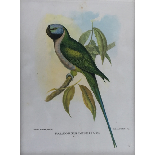 428 - A collection of ornithological lithographs; Gould & Richter 'Platycercus Icterotis', 'Nectarinia Gou... 