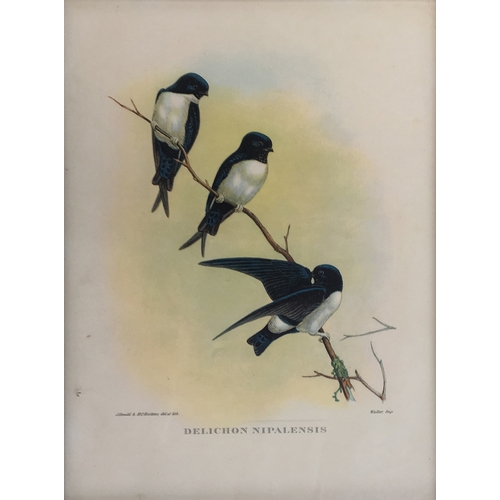 428 - A collection of ornithological lithographs; Gould & Richter 'Platycercus Icterotis', 'Nectarinia Gou... 