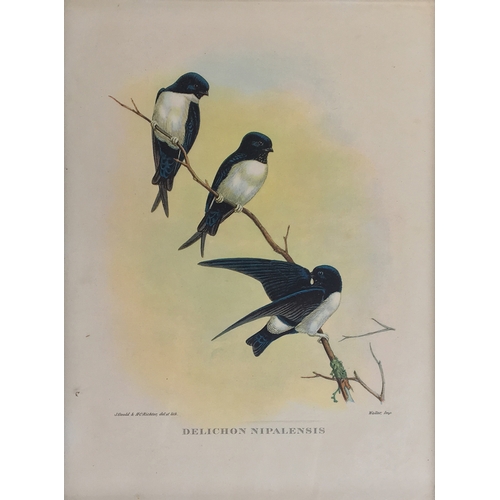 428 - A collection of ornithological lithographs; Gould & Richter 'Platycercus Icterotis', 'Nectarinia Gou... 