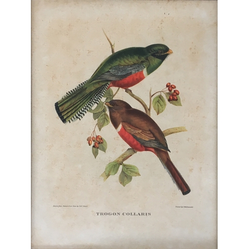 428 - A collection of ornithological lithographs; Gould & Richter 'Platycercus Icterotis', 'Nectarinia Gou... 