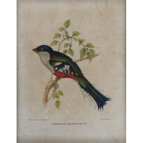 428 - A collection of ornithological lithographs; Gould & Richter 'Platycercus Icterotis', 'Nectarinia Gou... 