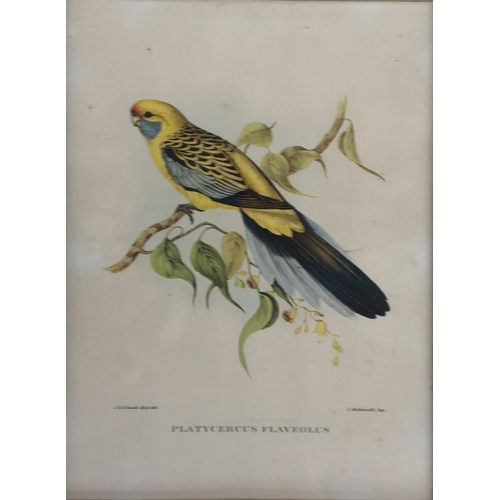 428 - A collection of ornithological lithographs; Gould & Richter 'Platycercus Icterotis', 'Nectarinia Gou... 