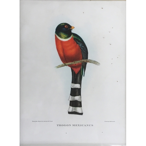 428 - A collection of ornithological lithographs; Gould & Richter 'Platycercus Icterotis', 'Nectarinia Gou... 