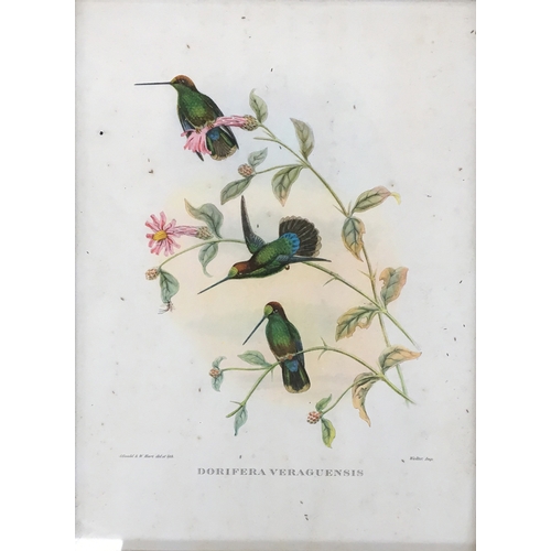 428 - A collection of ornithological lithographs; Gould & Richter 'Platycercus Icterotis', 'Nectarinia Gou... 