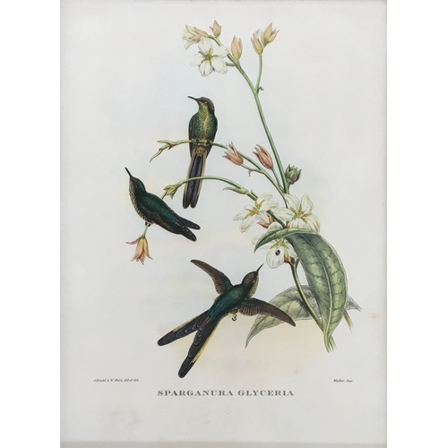 428 - A collection of ornithological lithographs; Gould & Richter 'Platycercus Icterotis', 'Nectarinia Gou... 